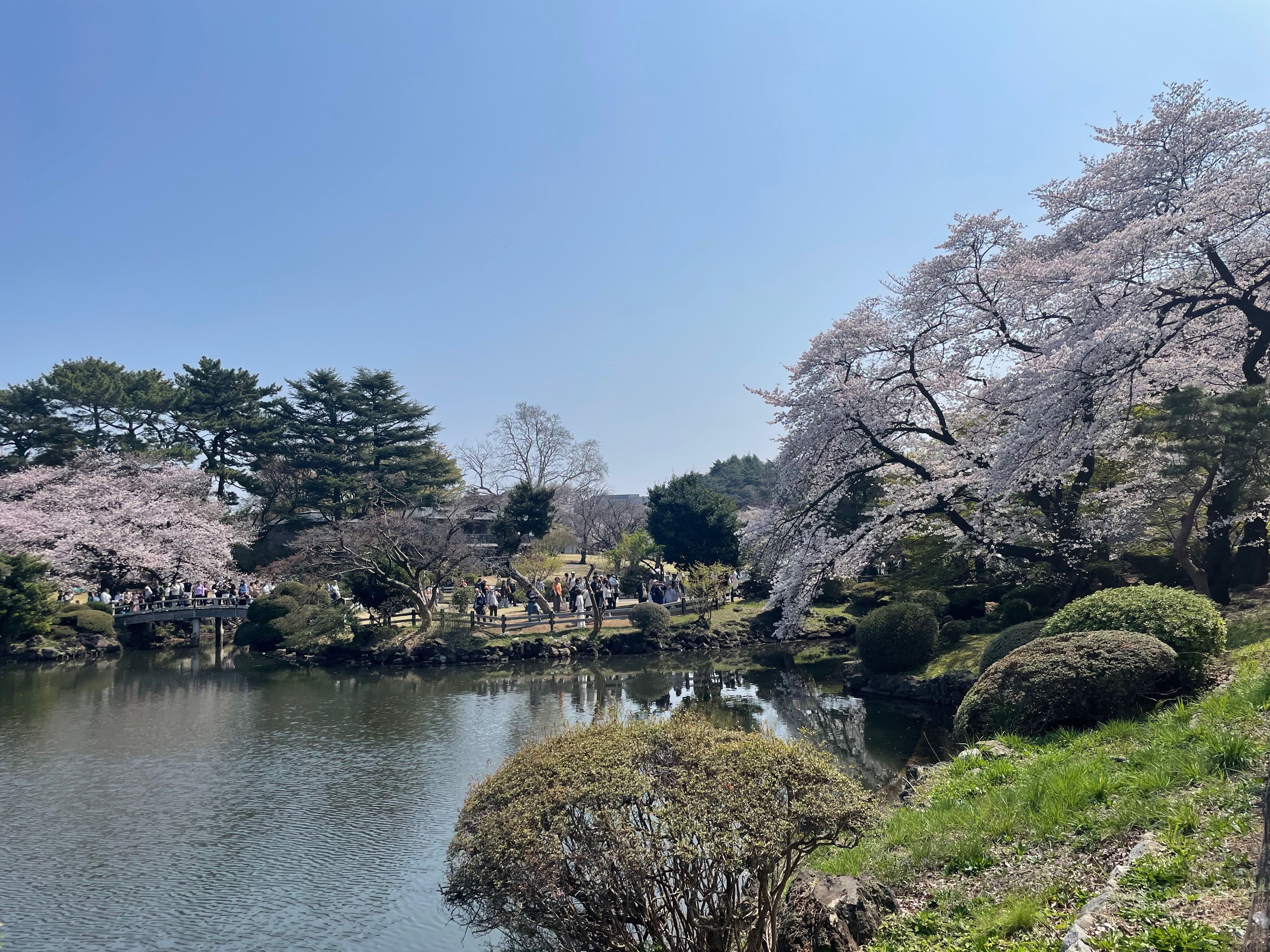 Des cerisiers en fleurs au jardin de Shinjuku Gyoen, à Tokyo